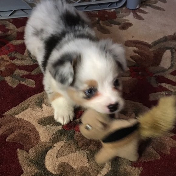 Dark brown bear wearing green cordoroy overalls. - Picture 3 of 4